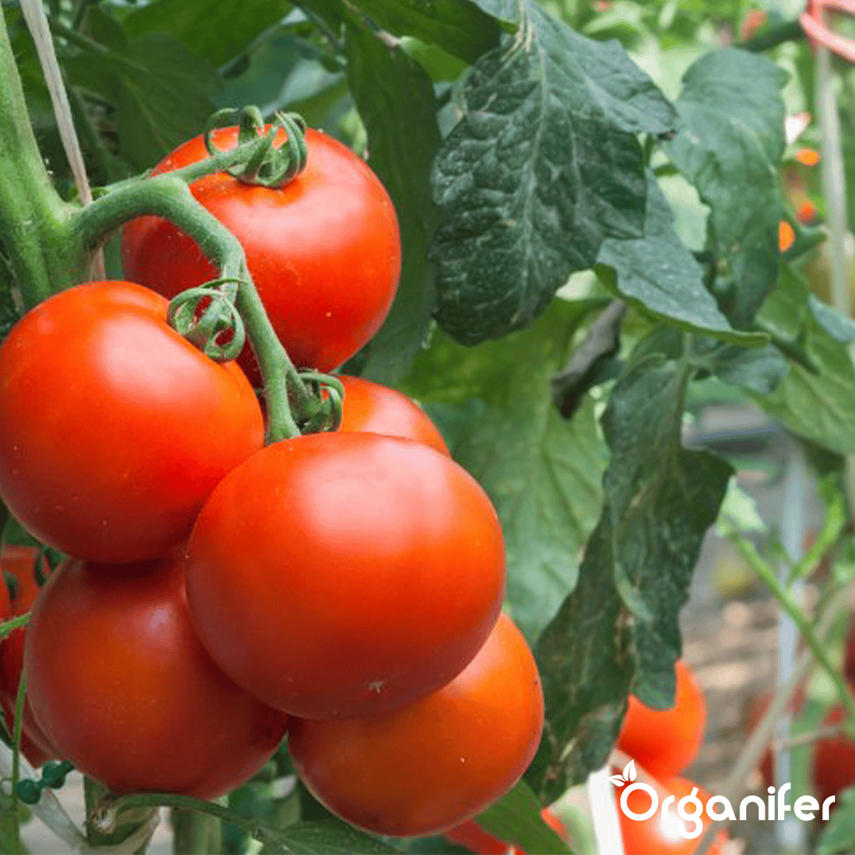 Organifer - Tomatenzaden Pakket - 13 Soorten