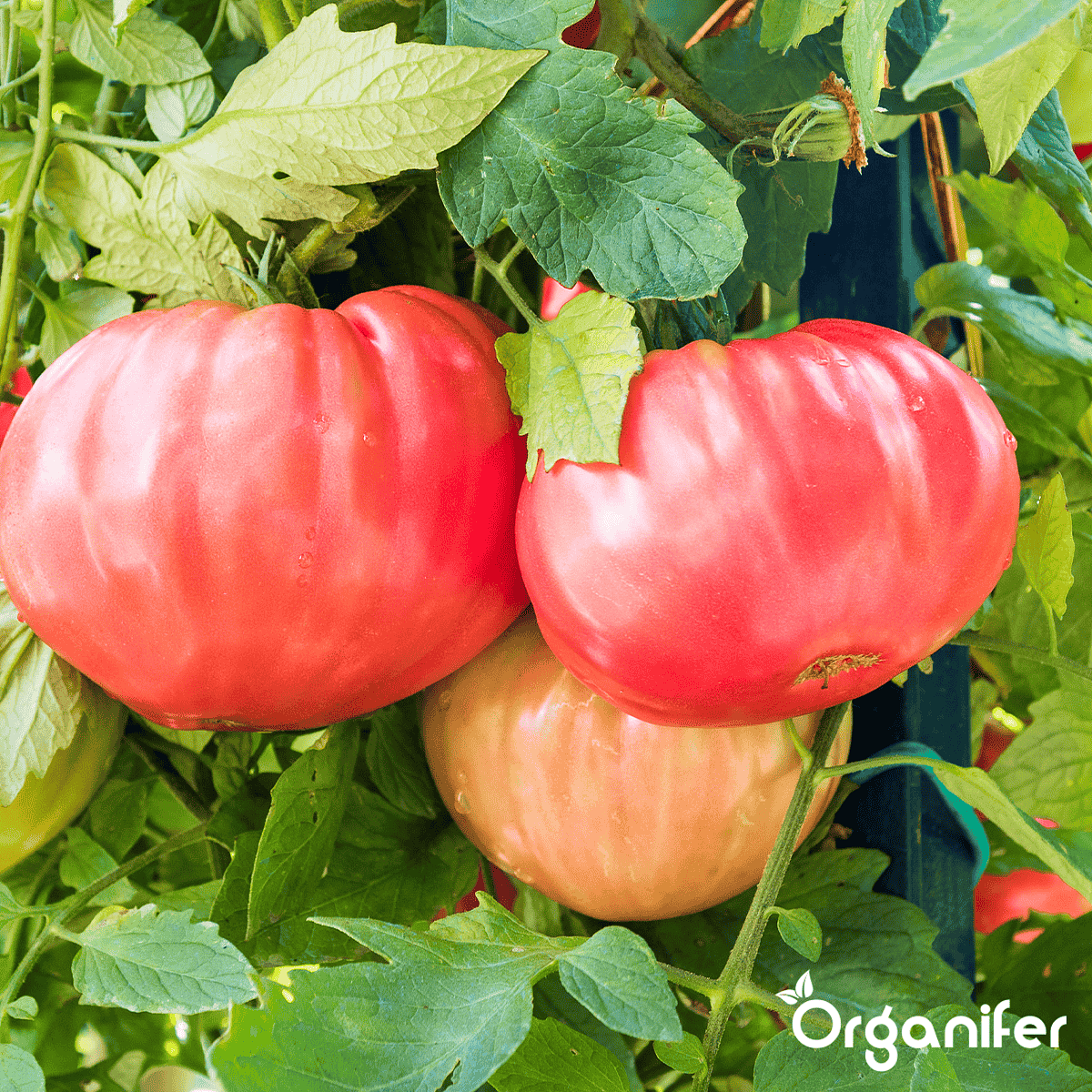 Organifer - Tomatenzaden Pakket - 13 Soorten