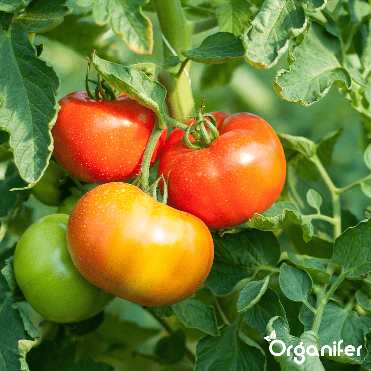 Organifer - Tomatenzaden Pakket - 13 Soorten
