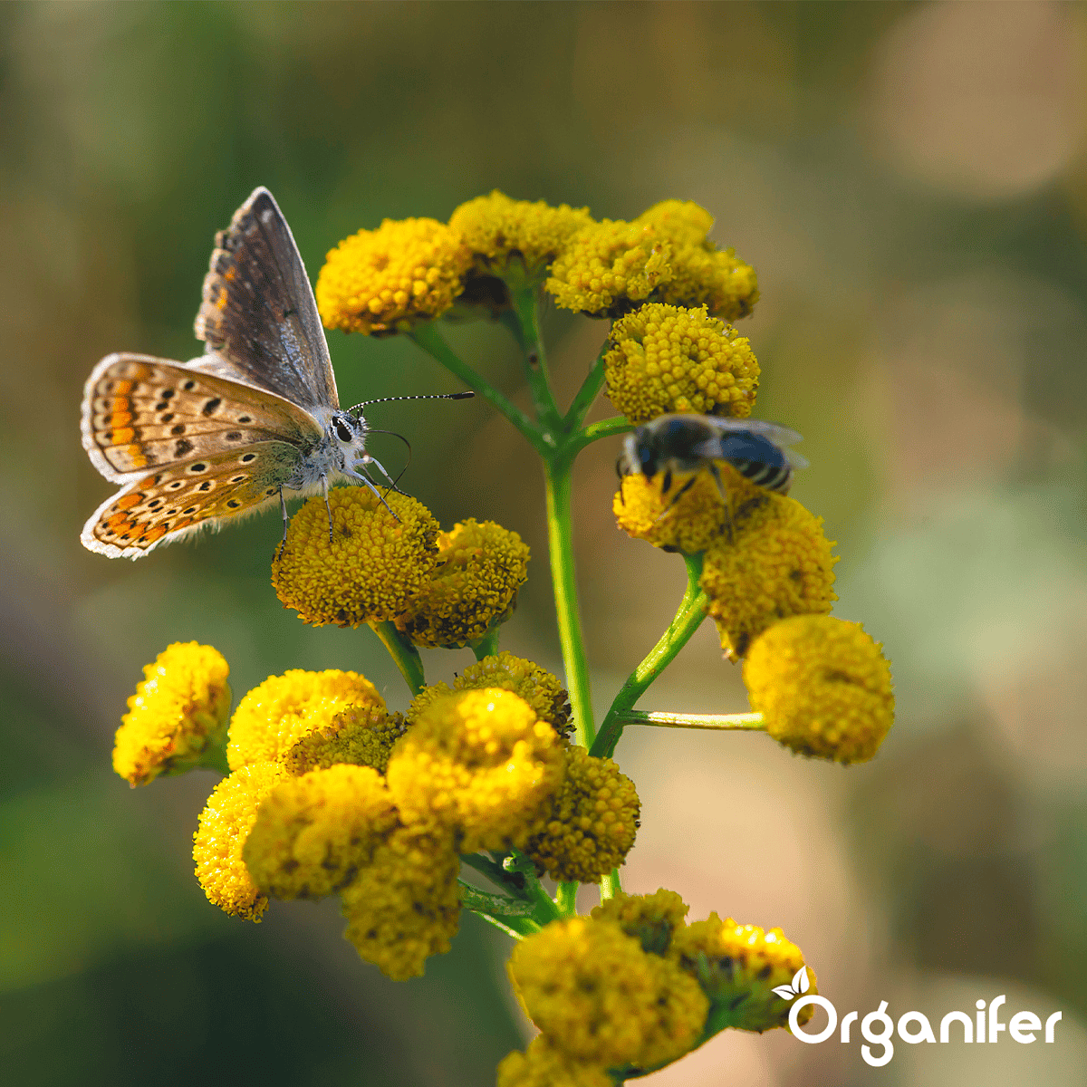 Organifer - Vlinderbloemen en Bijenmengsel - Nectar - 40 soorten  (1 kg voor 500 m2)