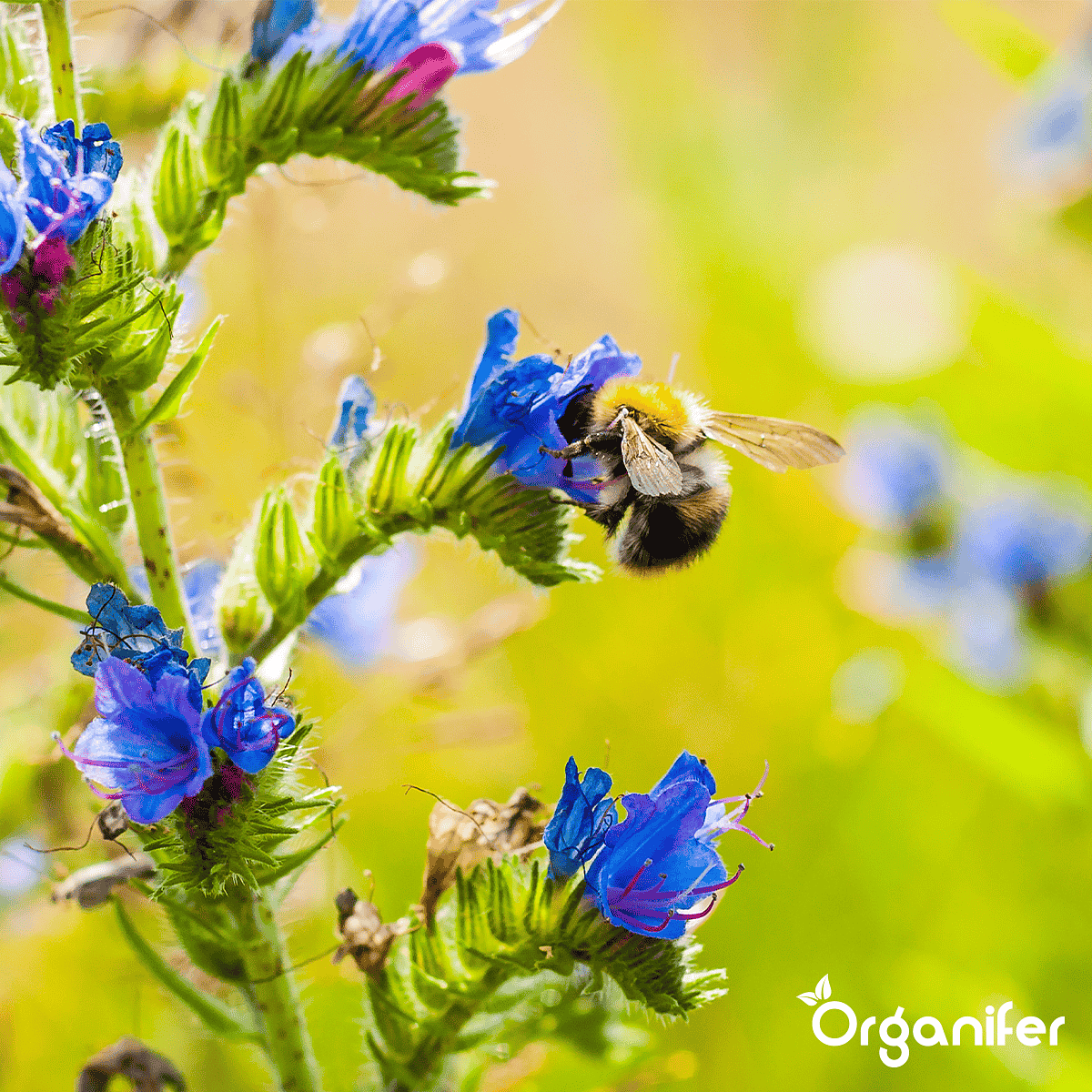 Organifer - Vlinderbloemen en Bijenmengsel - Nectar - 40 soorten  (500 g voor 250 m2)