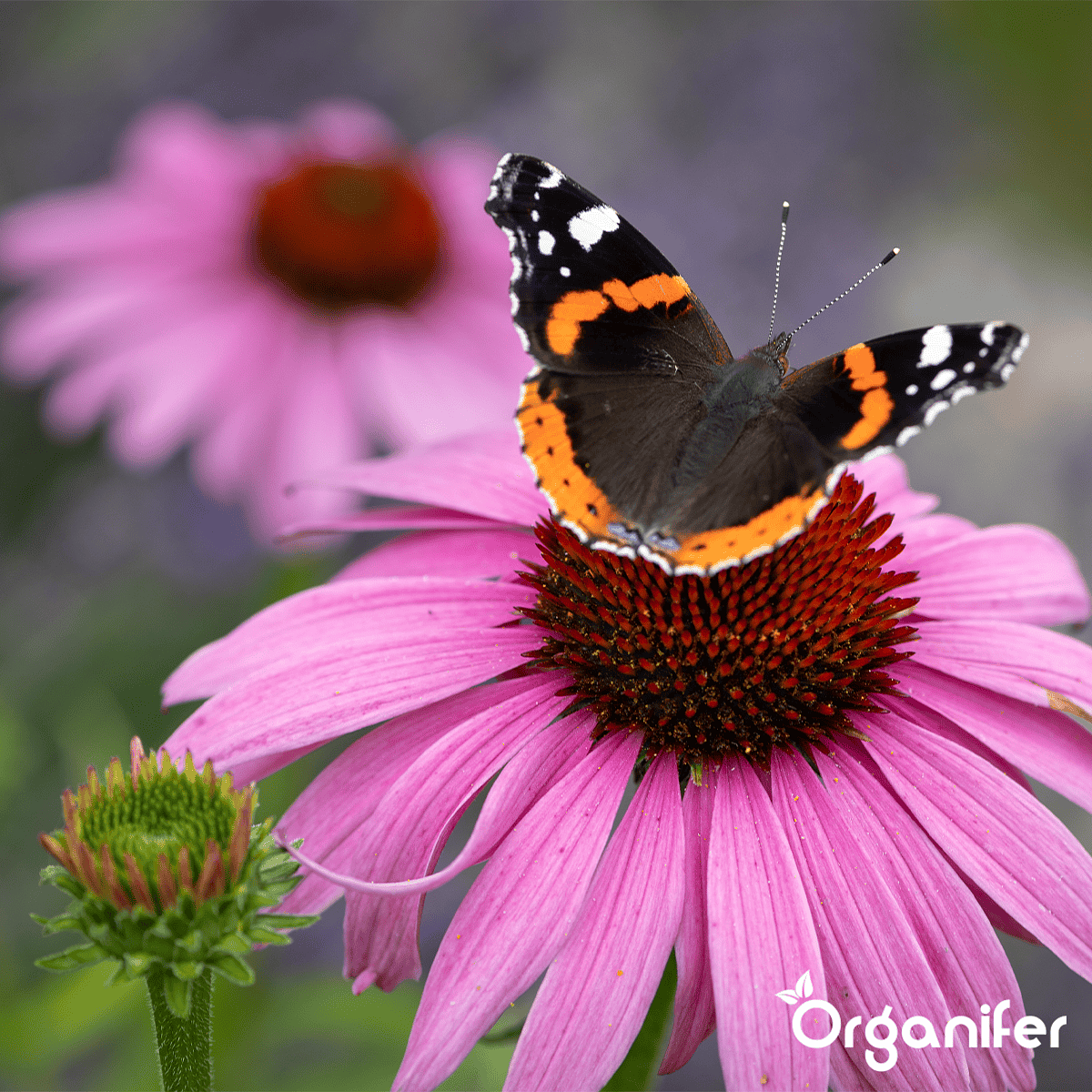 Organifer - Vlinderbloemen en Bijenmengsel - Nectar - 40 soorten  (500 g voor 250 m2)