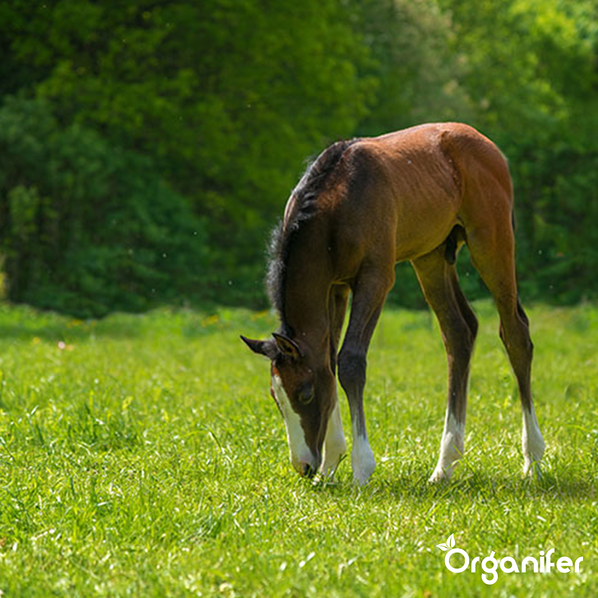 Organifer - Weide kruidenmengsel - Meadow Herbs - voor paardenweide (250 gram voor 3000 m2)
