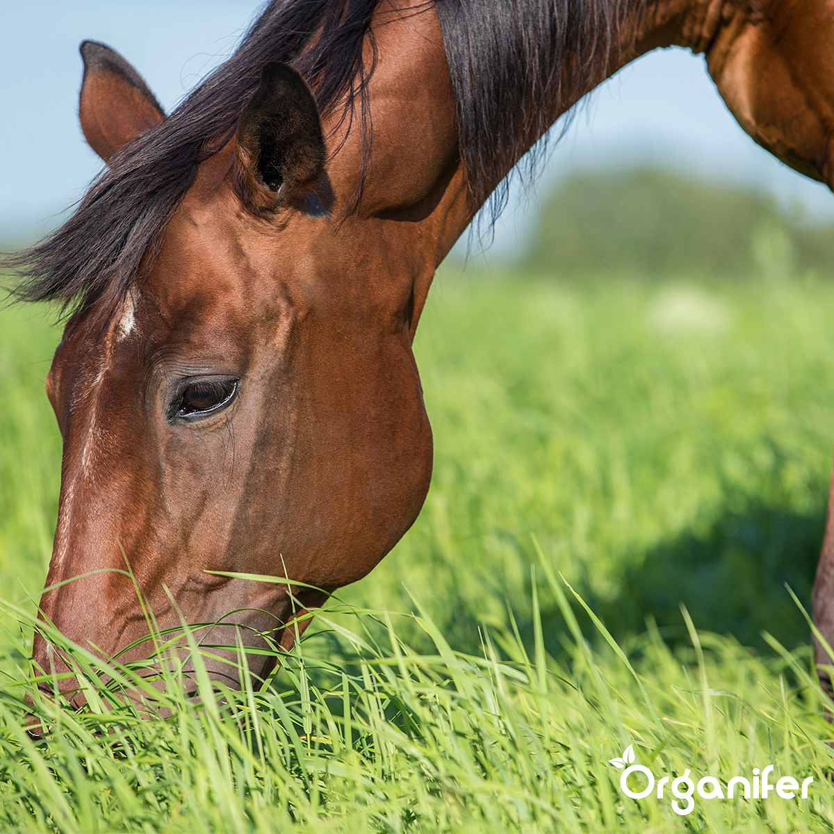 Organifer - Weide kruidenmengsel - Meadow Herbs - voor paardenweide (250 gram voor 3000 m2)