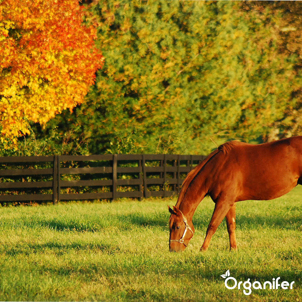 Organifer - Weidegraszaad Meadow - Speciaal voor Paarden en Kleinvee (5Kg voor 1000m2)