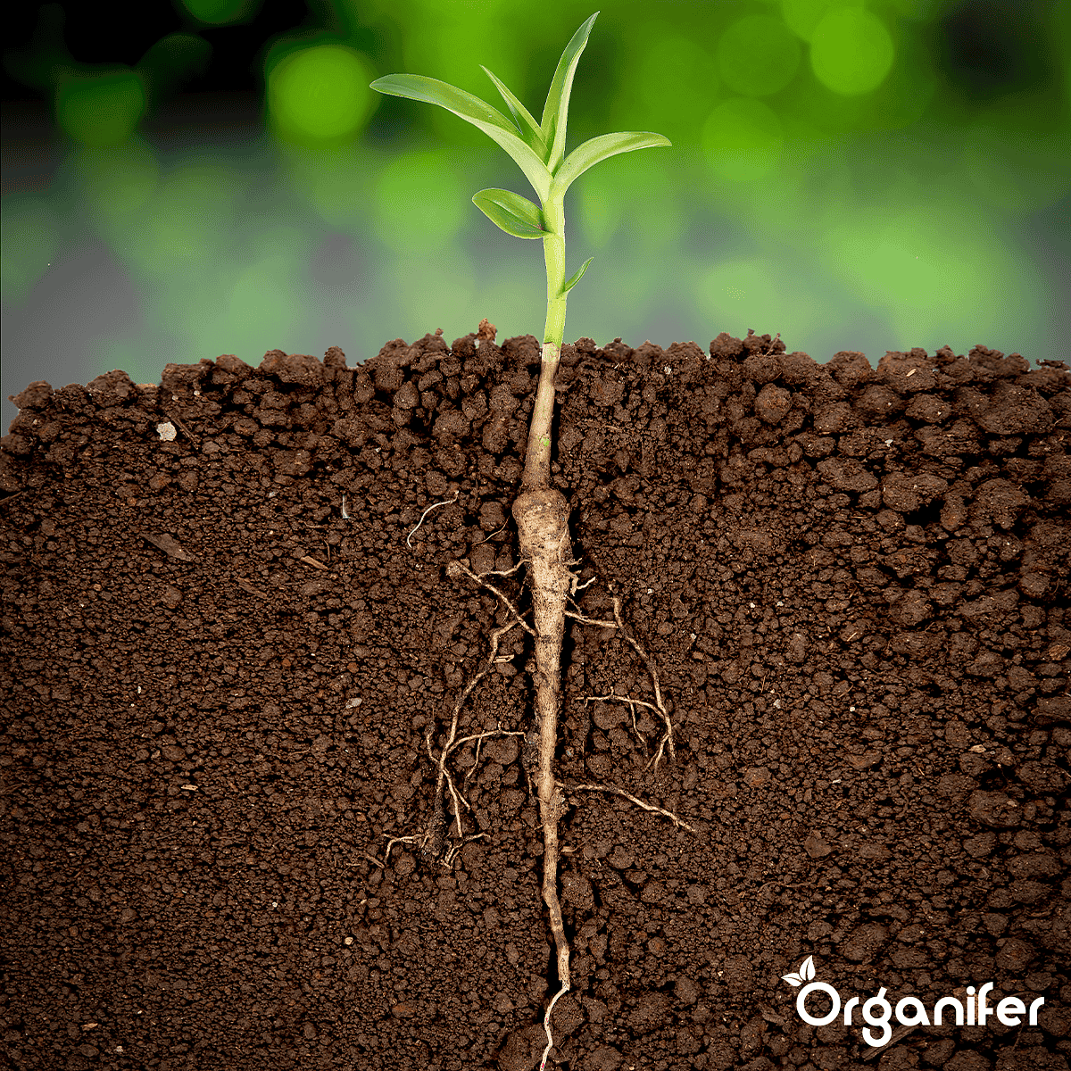 Organifer - Wortelstimulator - Roots Power Concentraat - 10 liter