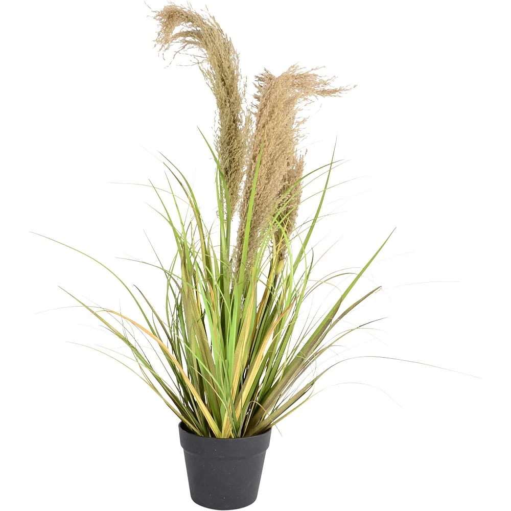 Rietpluim gras 3 toppen 94cm groen