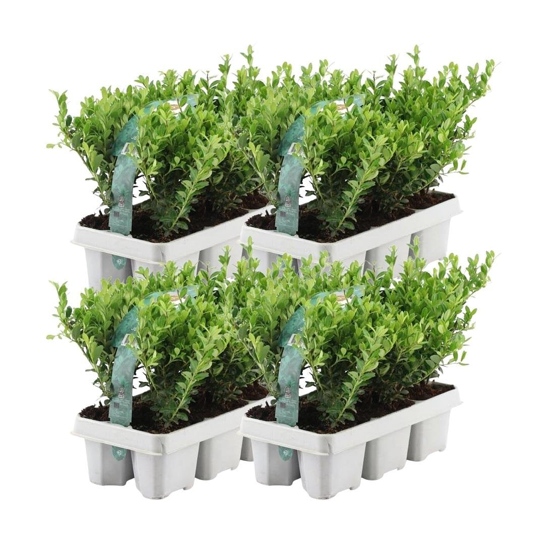 Plants by Frank - 24 hulst planten winterhard | 24 x Ø7 cm ↕15 cm | Ilex crenata Jenny | haagplanten