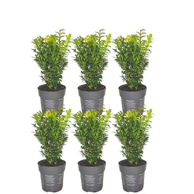 Plants by Frank | Buxus Sempervirens | plant set with 6 hardy hedge plants