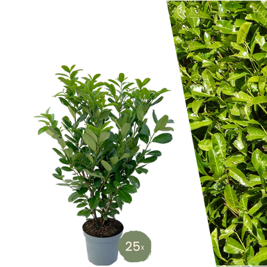25 Large Cherry Laurel Plants Rotundifolia for 10 linear metres of hedge length in a 12-litre pot