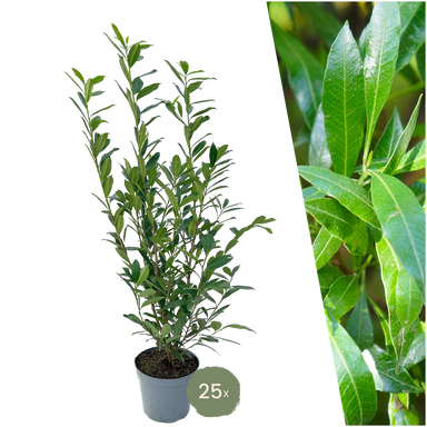 25 Large Cherry Laurel plants Caucasica for 10 linear metres of hedge | ↨ 100-125 cm in 12 litre pot