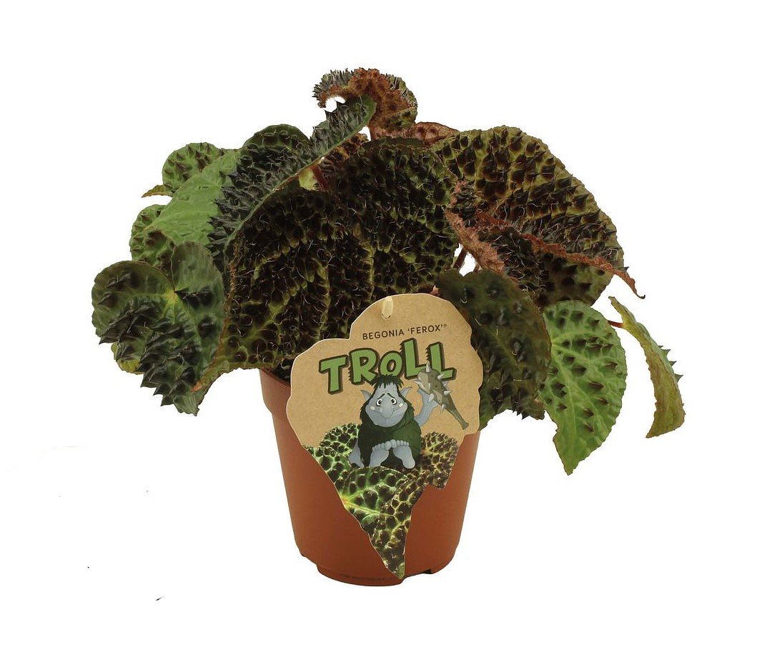 Begonia rex Ferox