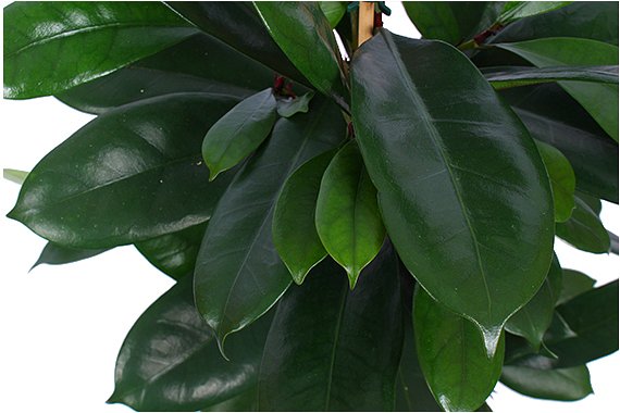 Ficus Cyathistipula