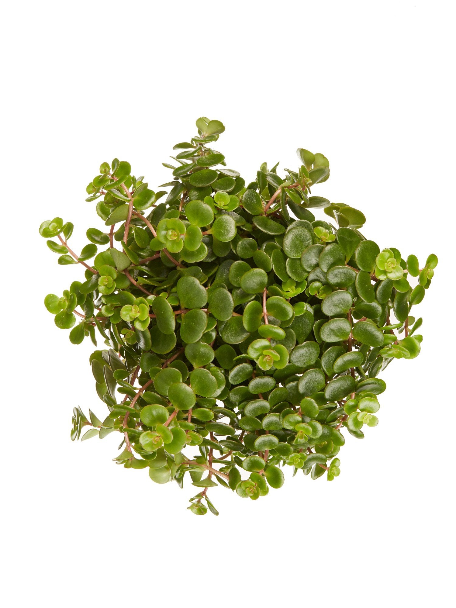 Sedum makinoi