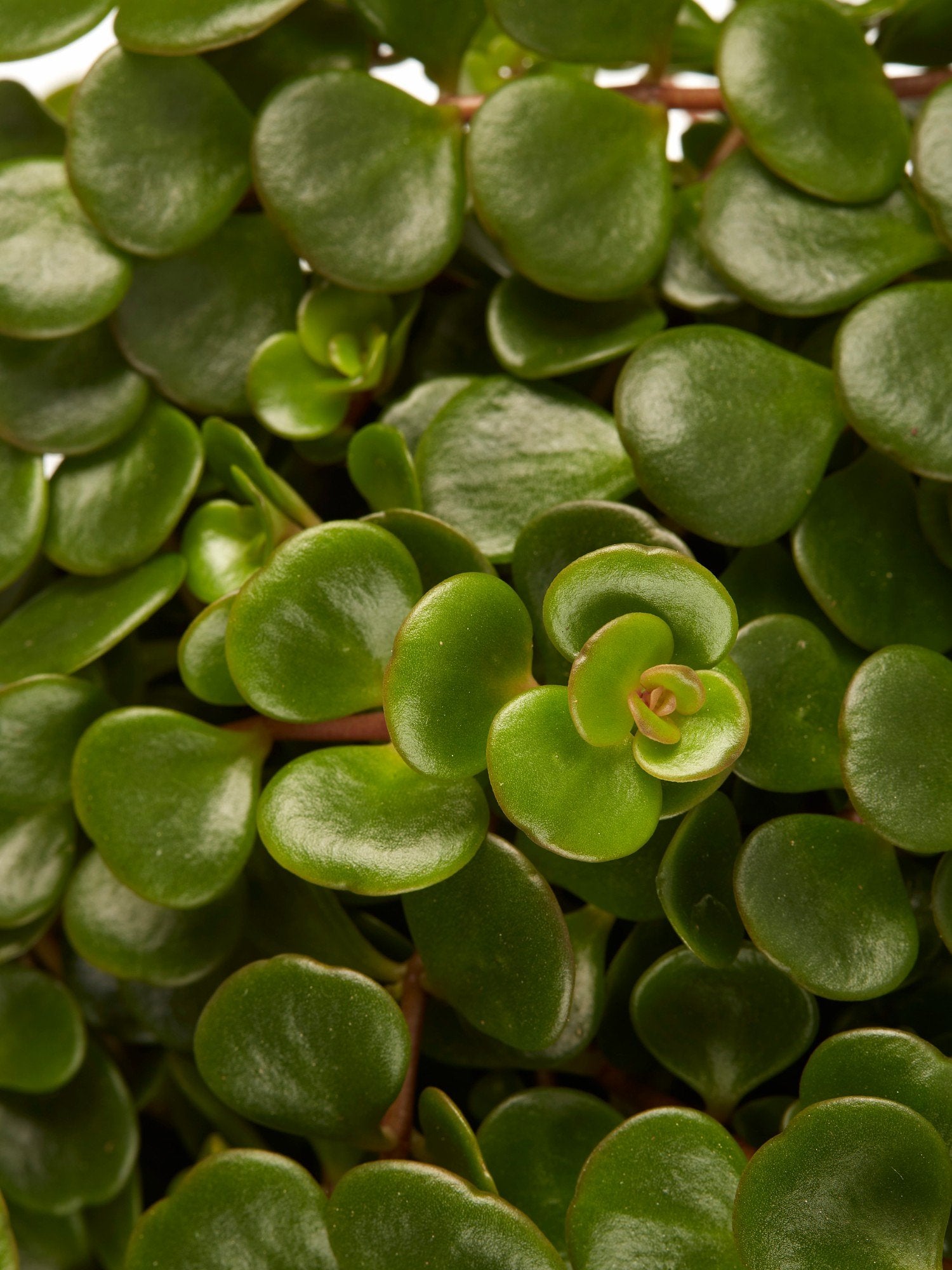 Sedum makinoi