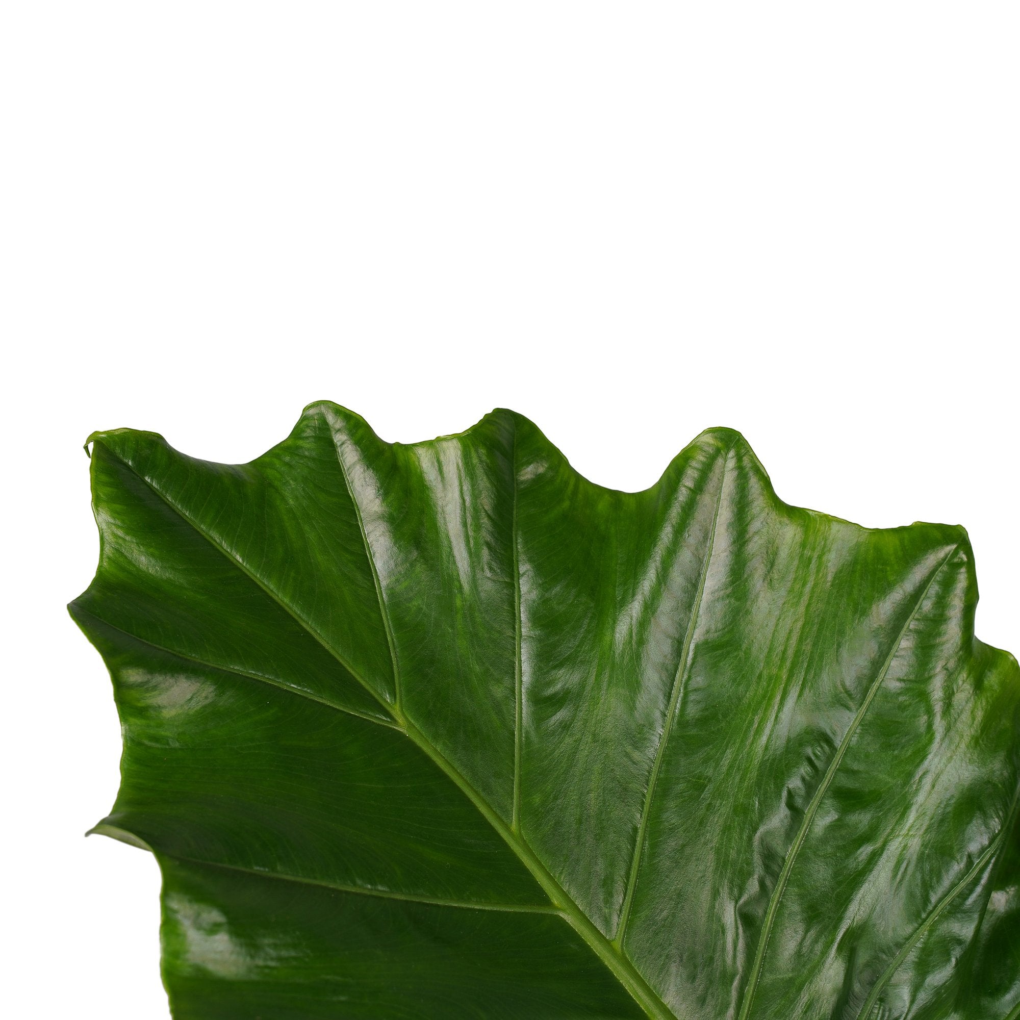 Decorum Alocasia Portodora - Elho brussels antracite