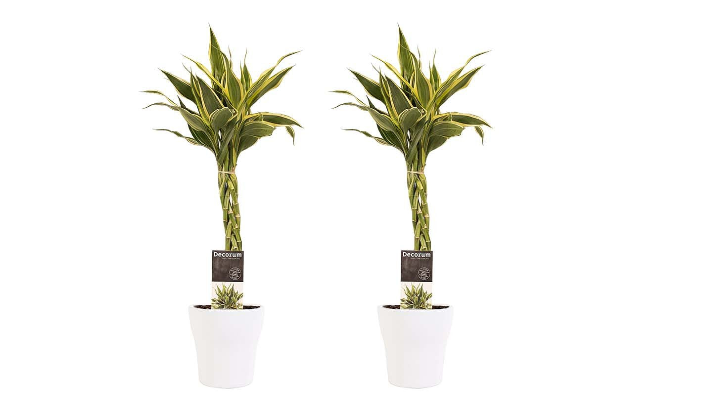 Decorum Duo 2 x Dracaena Sandriana white met Anna white