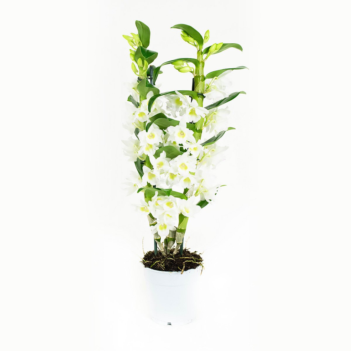 Dendrobium Nobile Apollon 2T