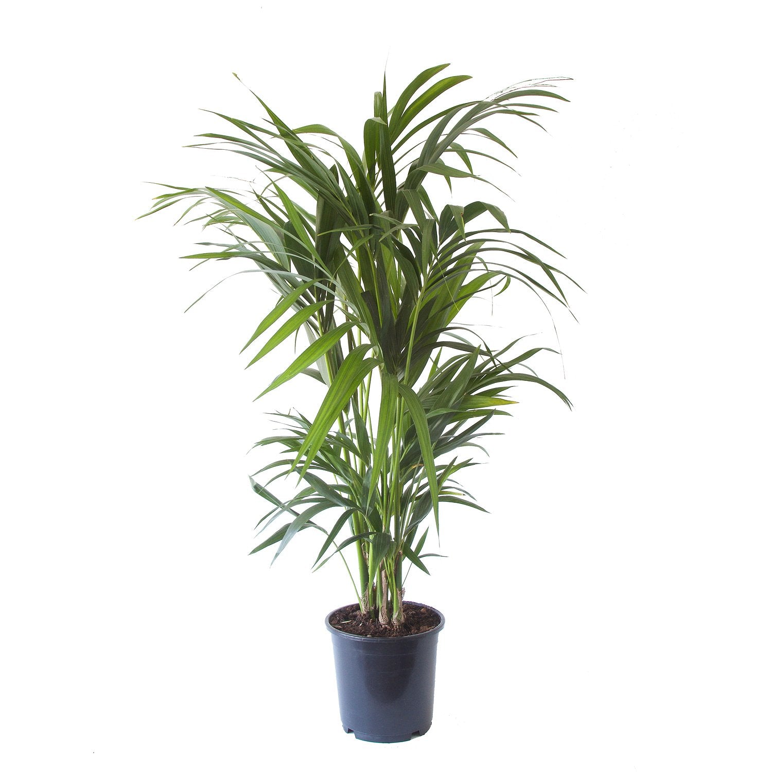 Kentia Palm