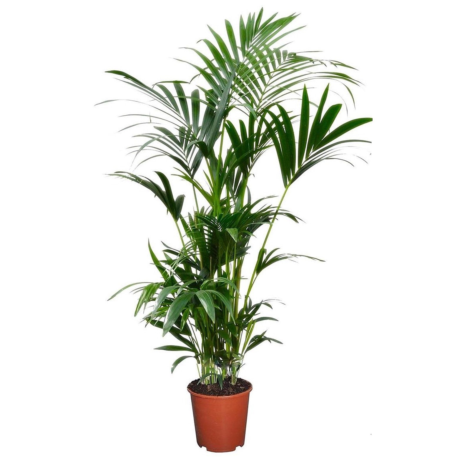 Howea Forsteriana - Kentia Palm - Pot 18cm - Hoogte 90-100cm