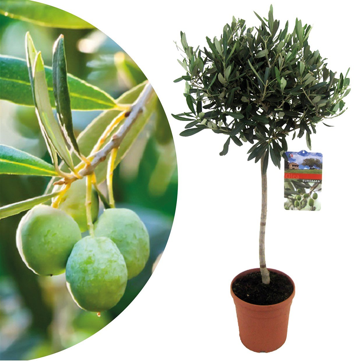 Olea Europaea - Winterharde olijfboom op stam - Pot 21cm - Hoogte 90-100cm