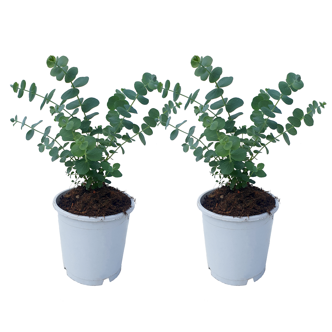 Eucalyptus Pulverulenta 'Baby Blue' - Set van 2 - Pot 13cm - Hoogte 25-40cm