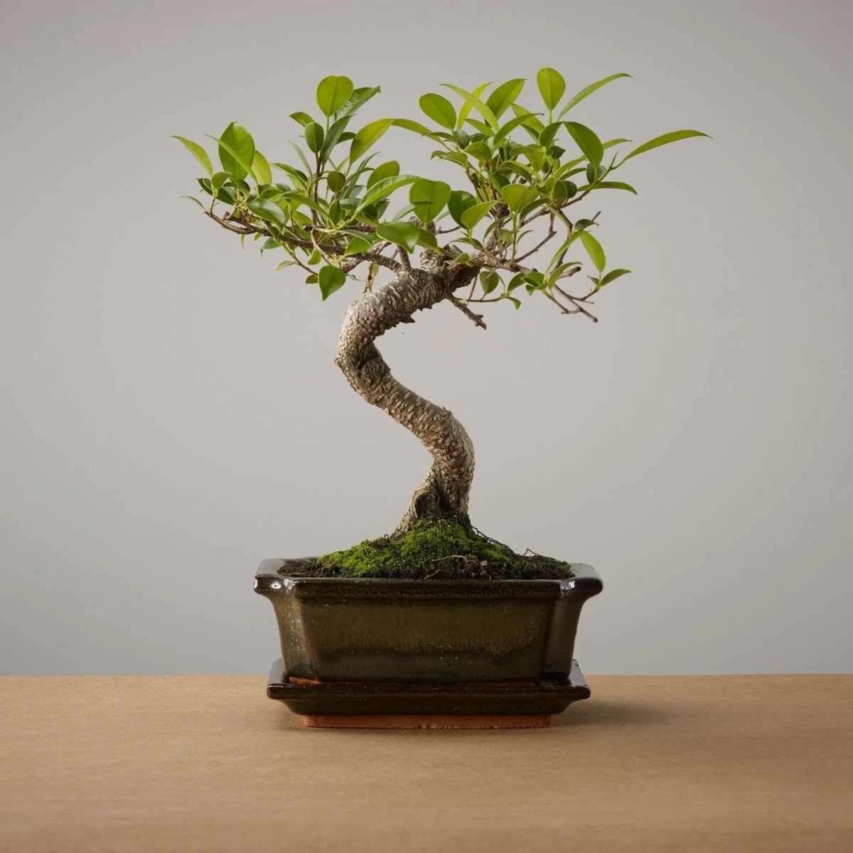 The Bonsaïst | Bonsai van Yugen