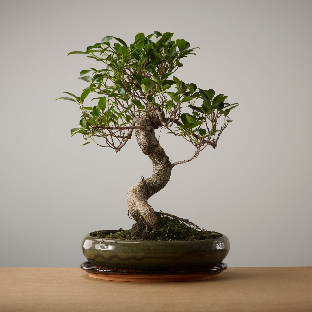 The Bonsaïst | Bonsai van Ikigai