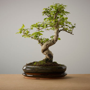 The Bonsaïst | Bonsai of Komorebi