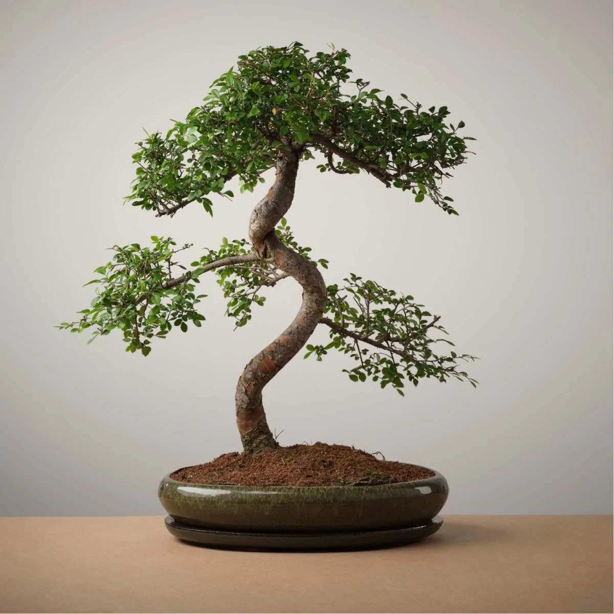 The Bonsaïst | Bonsai of Shoganai