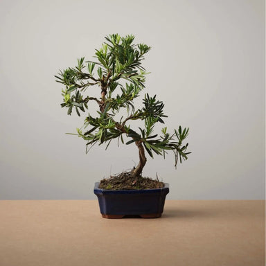 The Bonsaïst | Bonsai of Shirin-Yoku