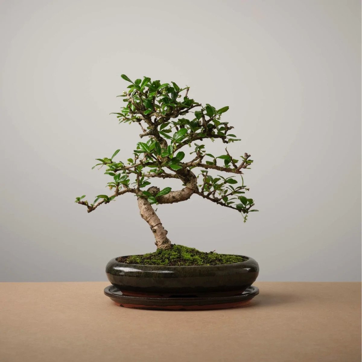 The Bonsaïst | Bonsai van Tsukimi