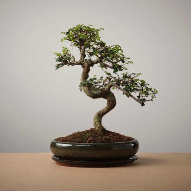 The Bonsaïst | Bonsai of Omotenashi