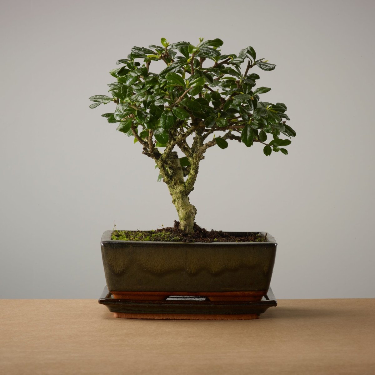 The Bonsaïst Bonsai of Renai