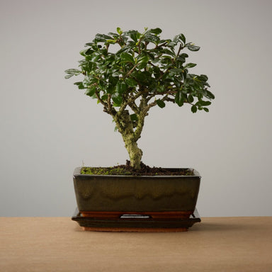 The Bonsaïst | Bonsai of Renai