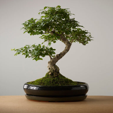 The Bonsaïst | Bonsai of Gaman