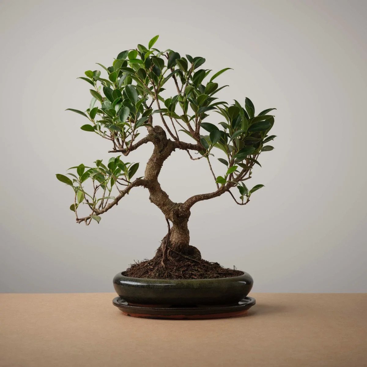 The Bonsaïst | Bonsai van Ré-Nao