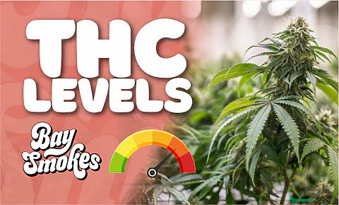 French Cookie THCa Flower thc levels