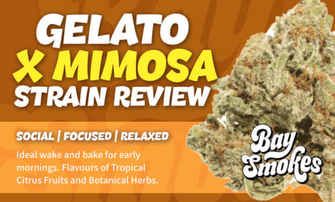 gelato x mimosa strain review