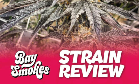 Hood Candy strain review