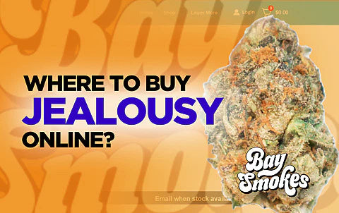 where to buy Jealousy strain online