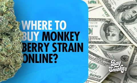 Where to Buy Monkey Berry Strain Online?
