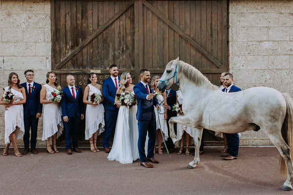 beautiful horses at Brookleigh Estate