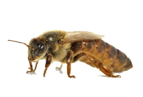 Bienenkönigin