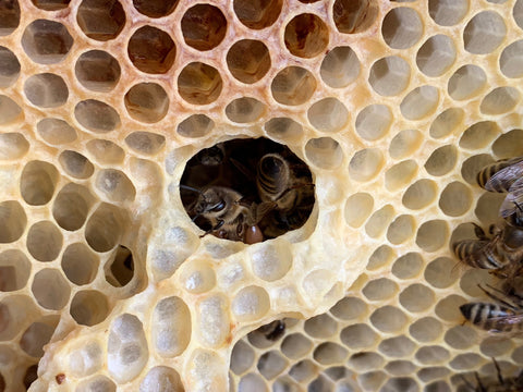 Bienenwachs