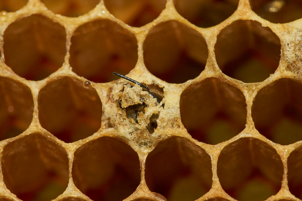 Propolis-für-Bienenstock