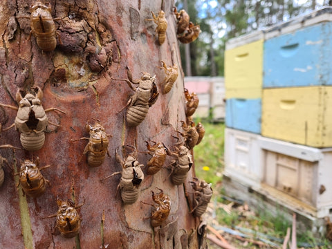 Honey and beeswax from the Australian bush