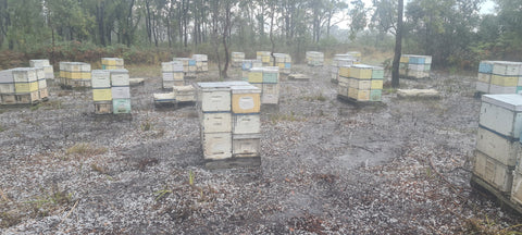 Honey bee hives surrounded by hail in NSW Australia