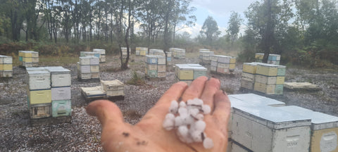 Beekeeper holds hail in front of Australian honey bee hives