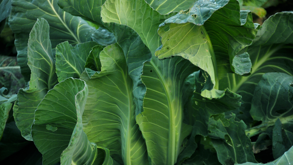 cabbage leaves for breast engorgement 